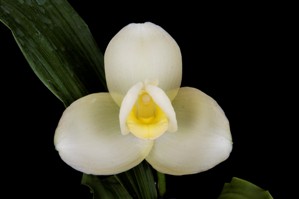 Lycaste N.R. Lemon Moon HCC/AOS 76 pts.